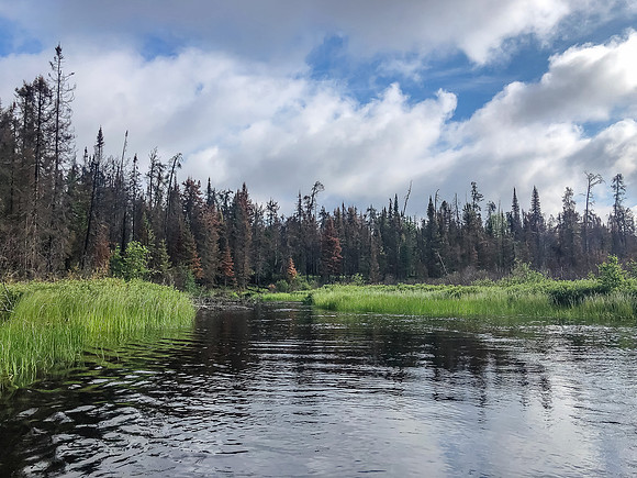 Canoeing along Royd Creek between Kennedy and Donald lakes.