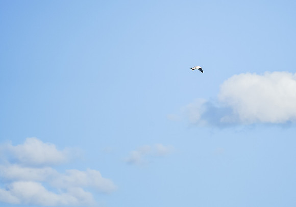 Flying Tern near our camp on Hammerhead Lake.