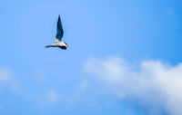 Flying Tern near our camp on Hammerhead Lake.