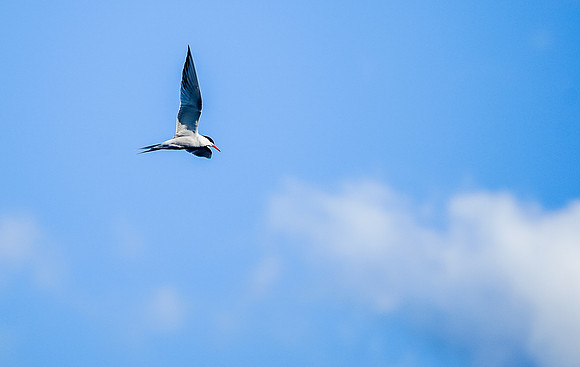 Flying Tern near our camp on Hammerhead Lake.