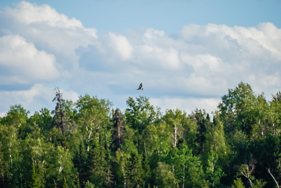 Flying Tern near our camp on Hammerhead Lake.