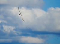 Flying Tern near our camp on Hammerhead Lake.
