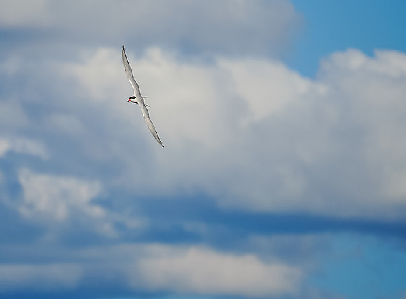 Flying Tern near our camp on Hammerhead Lake.