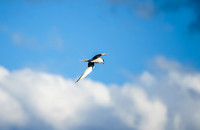 Flying Tern near our camp on Hammerhead Lake.