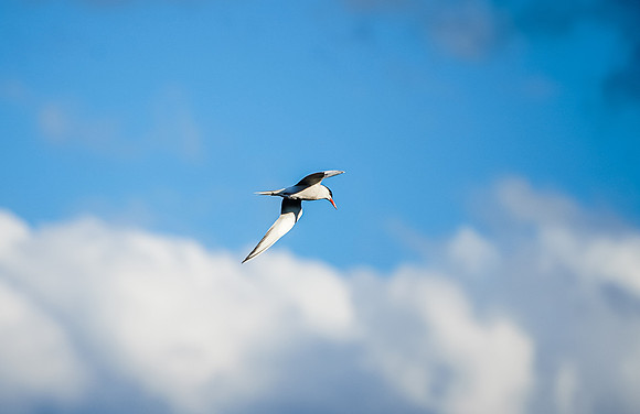Flying Tern near our camp on Hammerhead Lake.