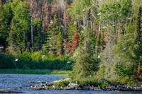 Terns and Gulls near our camp on Hammerhead Lake.