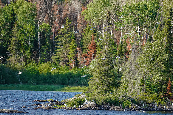Terns and Gulls near our camp on Hammerhead Lake.