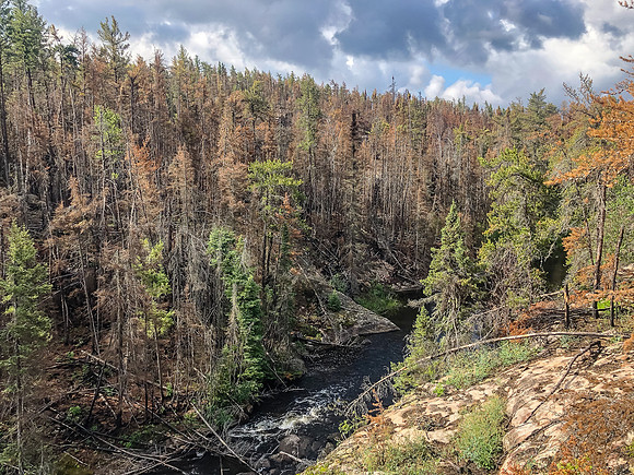 The Gammon River and a dead forest.