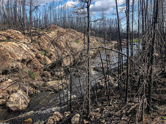 Utter devastation along the Gammon River between Hammerhead and Gammon Lake.