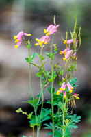 Flora on Gammon Lake.