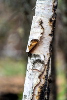 A Birch tree on Gammon Lake.