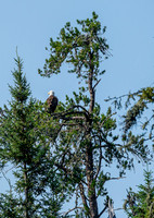 A Bald Eagle on Haven Lake.