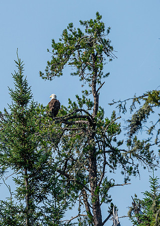 A Bald Eagle on Haven Lake.