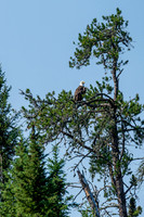 A Bald Eagle on Haven Lake.