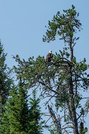 A Bald Eagle on Haven Lake.