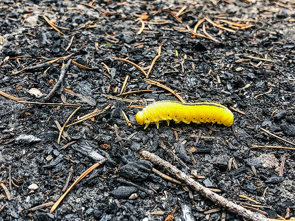 A colorful resident of the Onnie Lake deluxe island campsite.