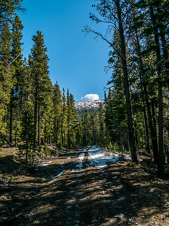 An obvious track heads into the trees.