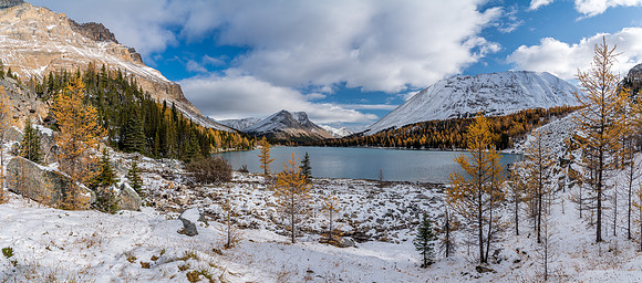 Larches and snow along with a sparkling Myosotis Lake.