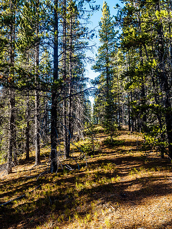 Open forest on the ridge crest of the first west-east ridge.