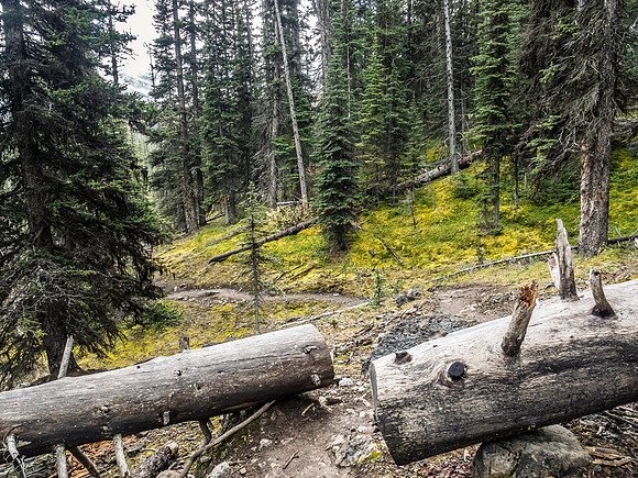 More evidence of good trail maintenance.