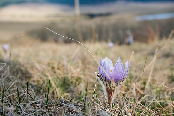 Pasqueflower.