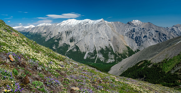 Flowers and Mount Burns.