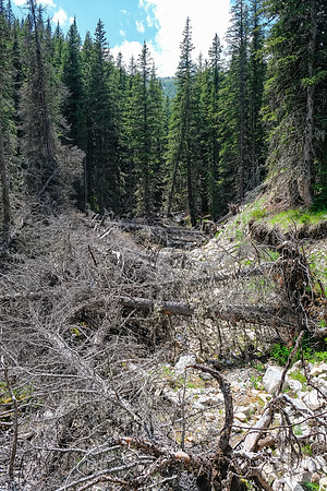Cliff Creek is a nasty mess in spots!
