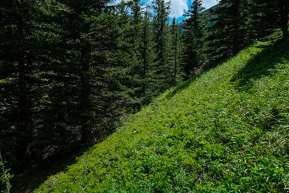 Traversing a feeder creek paralleling the east slopes of Mist Ridge.