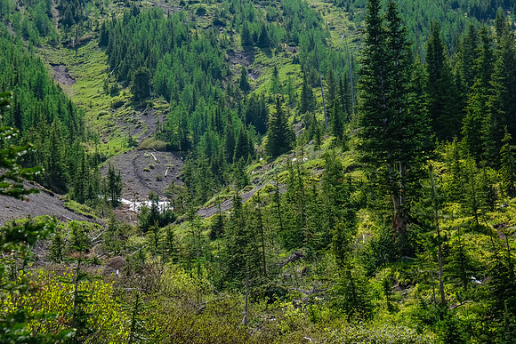 We caught up with mountain goats along the way out.