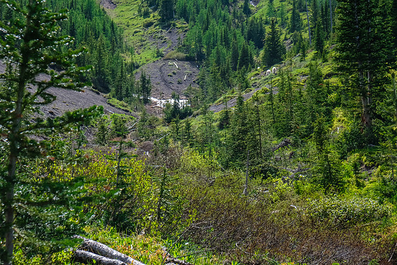 We caught up with mountain goats along the way out.