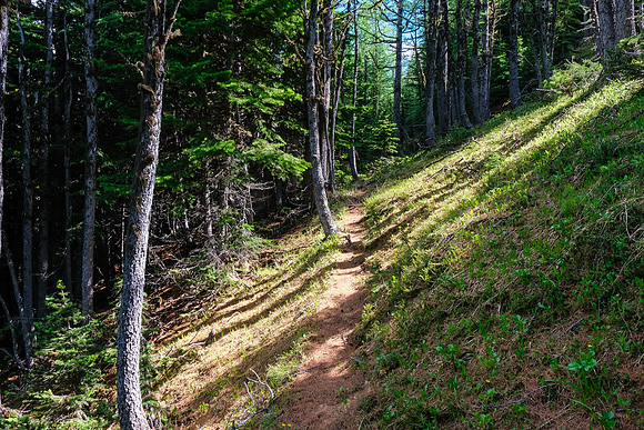 A good goat track on return.