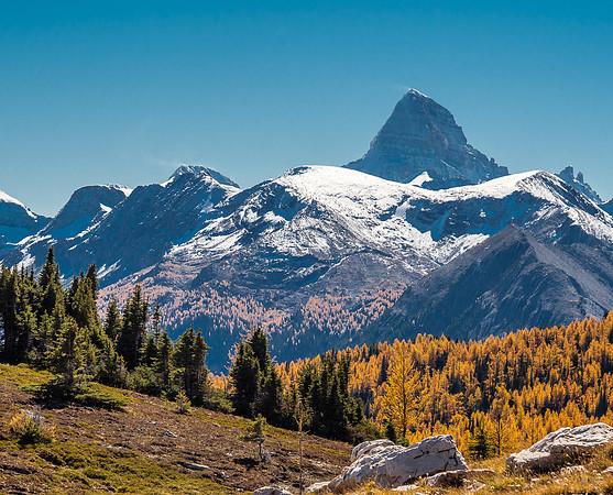 The mighty "A", Mount Assiniboine, and a larch forest.