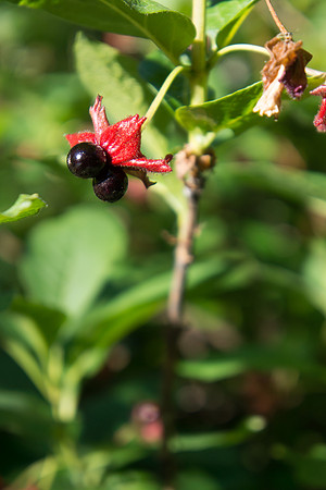 Berry season is upon us.