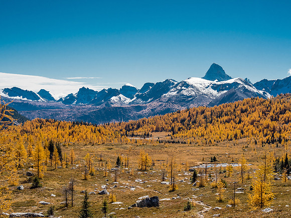 The mighty "A", Mount Assiniboine, and a larch forest.
