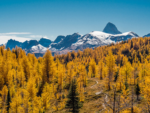 The mighty "A", Mount Assiniboine, and a larch forest.