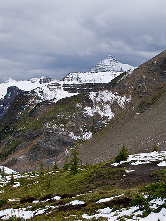 Fresh grizzly diggings on the way down.