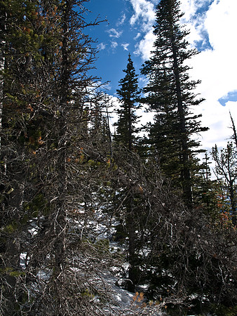 This was the worst of the bushwhacking and I think it's only because I was trying to avoid snow drifts on the ridge!