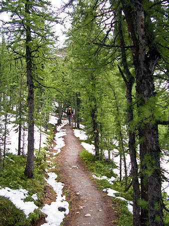 The larches are a brilliant green - soon to be brilliant yellow.
