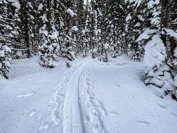 The skin track ascends steeply through fairly thick bush.