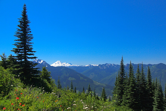 Mount Baker with wild flowers - never get tired of this scenery!