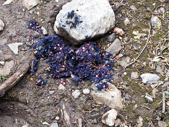 Blue 'beary' jam anyone? Grizzly scat.
