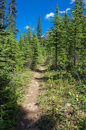 Hiking out along James Walker Creek.