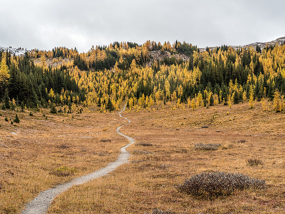 Brilliant fall colors as I work my way towards the Quartz Hill shoulder.