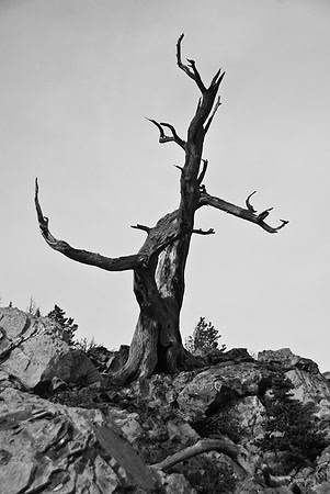 There are a lot of dead trees on the way up - making for some fantastic photography opportunities.