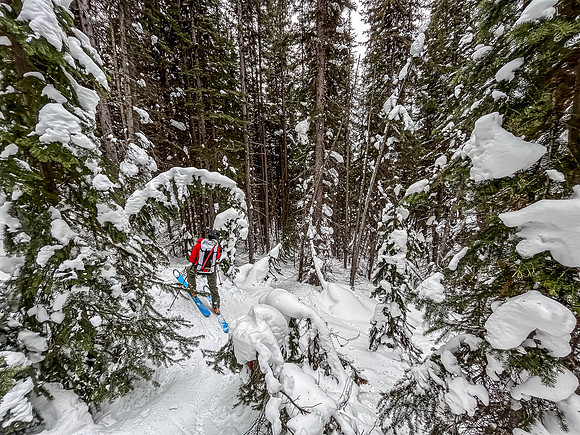 Survival skiing back to hwy 93.