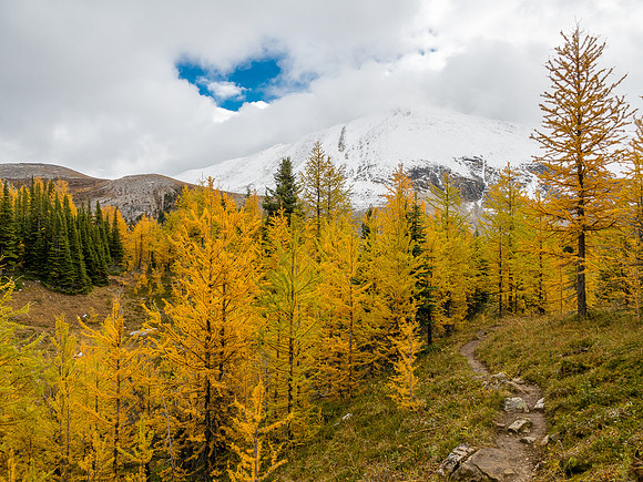 An intense larch forest as I work my way around the dried up tarn and towards the south end of Fatigue Mountain and an outlier of Golden Mountain.