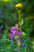Flora.
