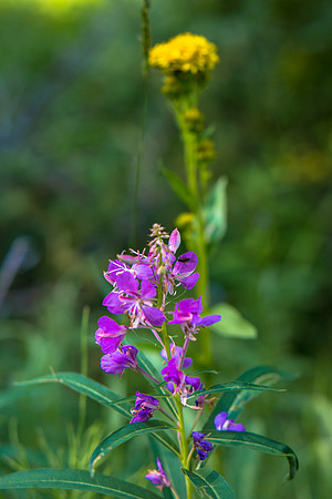 Flora.