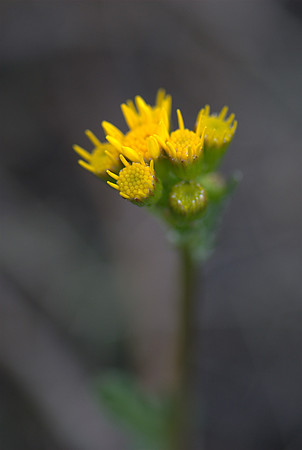 Flora