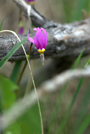Shooting Star.